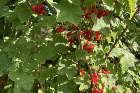 Cliquez pour zoomer ! Gelée de groseilles Thermomix par Julie-ella