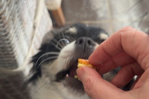 Cliquez pour zoomer ! Cake à l’orange sanguine Thermomix par lanolette