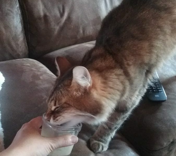 Cliquez pour zoomer ! Crème aux spéculoos Thermomix par Stephanie Andre 75