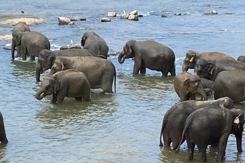 Cliquez pour zoomer ! Photo de Sylvie Thermomix par Sylvie