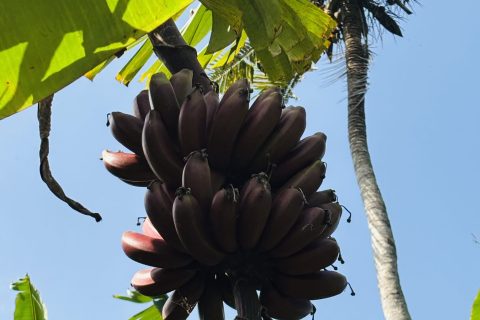 Cliquez pour zoomer ! Photo de Sylvie