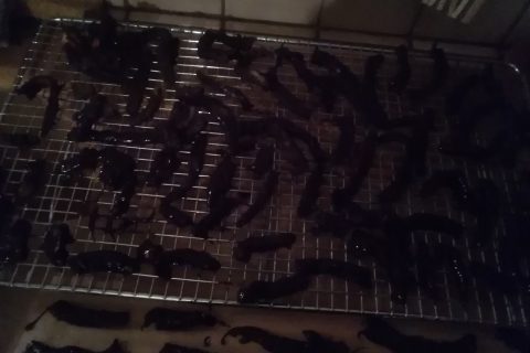 Cliquez pour zoomer ! Orangettes Thermomix par jujitsu