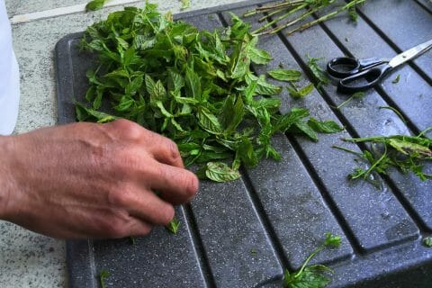 Cliquez pour zoomer ! Sirop de menthe Thermomix par Mabe1978