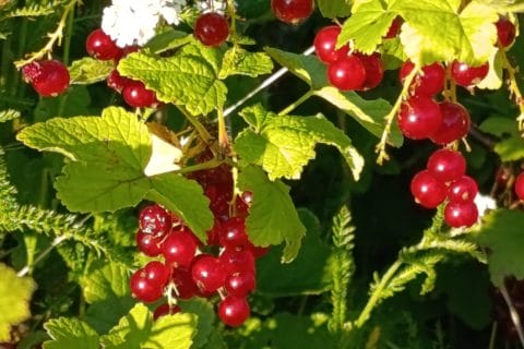 Cliquez pour zoomer ! GelĂ©e de groseilles Thermomix par đ VĂRO đ đ