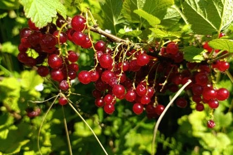 Cliquez pour zoomer ! GelĂ©e de groseilles Thermomix par đ VĂRO đ đ