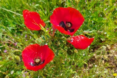 Cliquez pour zoomer ! 20210514_154834