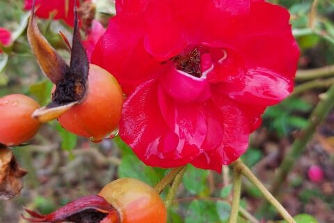 Cliquez pour zoomer ! Photo de mariaknight Thermomix par mariaknight