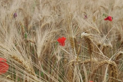 Cliquez pour zoomer ! Photo de mounelly