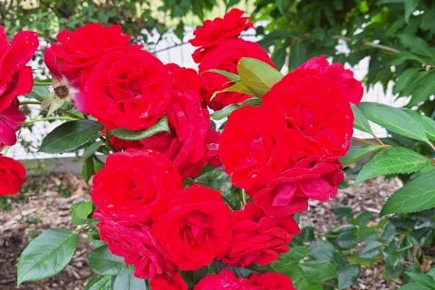 Cliquez pour zoomer ! Photo de mounelly