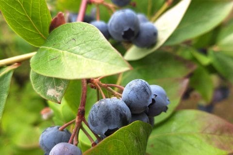 Cliquez pour zoomer ! Photo de mounelly