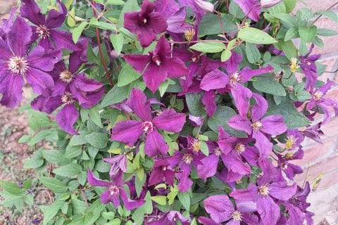 Cliquez pour zoomer ! Photo de mounelly