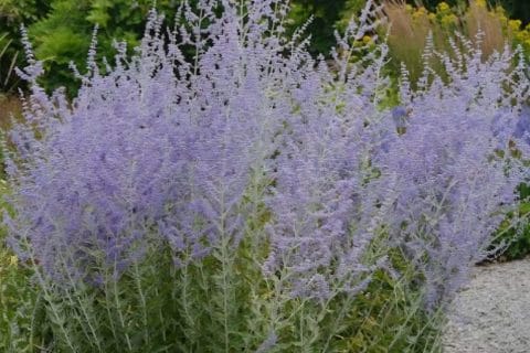 Cliquez pour zoomer ! Photo de mounelly