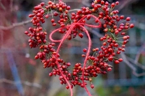 Cliquez pour zoomer ! Photo de mounelly