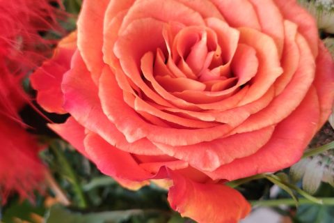 Cliquez pour zoomer ! Photo de mounelly