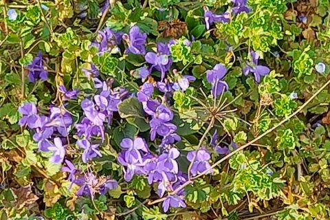 Cliquez pour zoomer ! Photo de mounelly