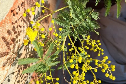 Cliquez pour zoomer ! Photo de mounelly