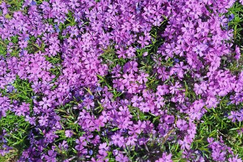 Cliquez pour zoomer ! Photo de mounelly