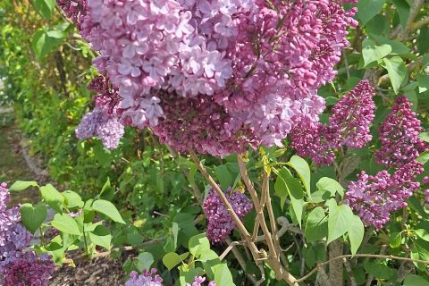 Cliquez pour zoomer ! Photo de mounelly