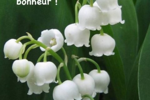 Cliquez pour zoomer ! Photo de mounelly