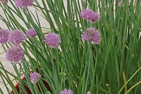 Cliquez pour zoomer ! Vinaigrette allégée Thermomix par melinmel