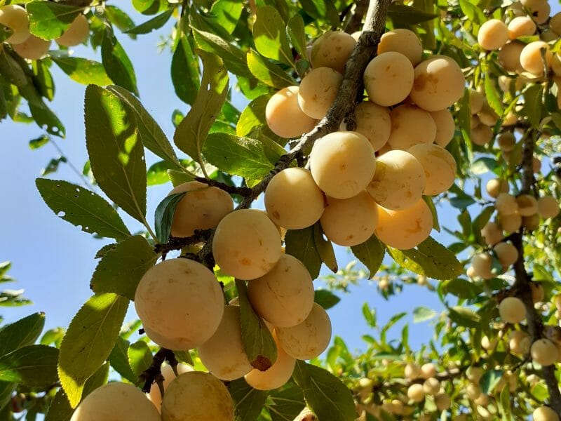 Cliquez pour zoomer ! Tarte aux mirabelles Thermomix par chrisnen81