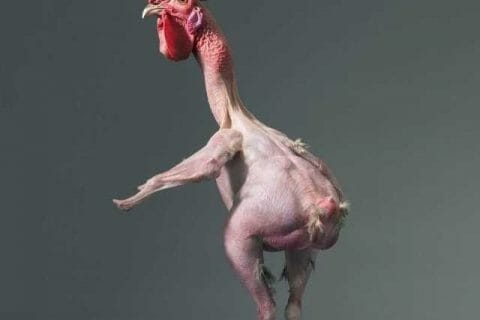 Cliquez pour zoomer ! Photo de tartinepouki