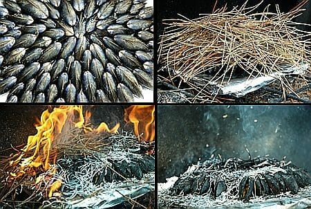 Cliquez pour zoomer ! Photo de tartinepouki