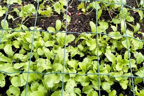 Cliquez pour zoomer ! Velouté aux fanes de radis Thermomix par soflyaway