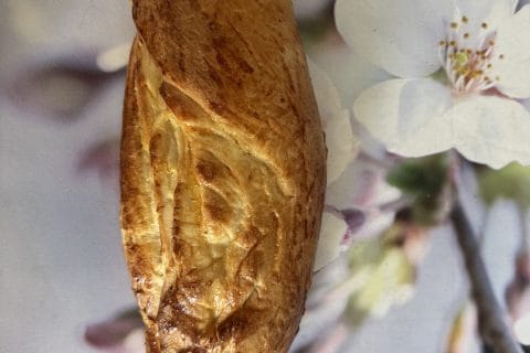 Cliquez pour zoomer ! Brioche tressée à la mie filante Thermomix par tonk91