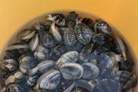 Cliquez pour zoomer ! Spaghettis aux palourdes Thermomix par chonchon13