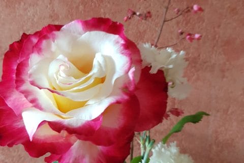 Cliquez pour zoomer ! Photo de Omatruus