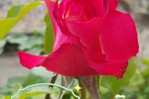 Cliquez pour zoomer ! Photo de Omatruus