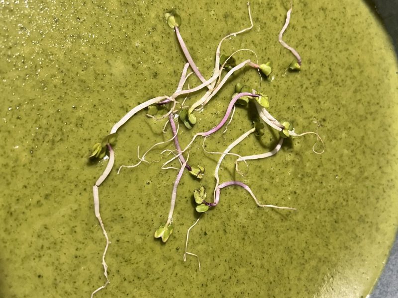 Cliquez pour zoomer ! Velouté de cresson Thermomix par elphea