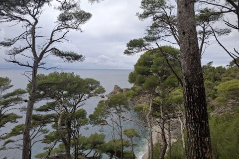 Cliquez pour zoomer ! Lasagnes aux carottes Thermomix par Petroni