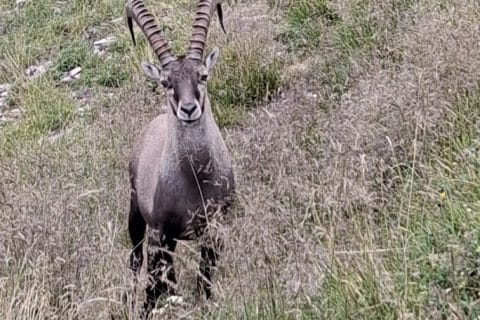 Cliquez pour zoomer ! Ratatouille Thermomix par Petroni