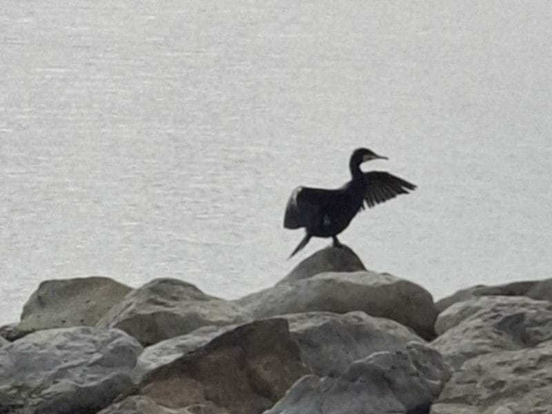 Cliquez pour zoomer ! Pizza liquide Thermomix par Petroni