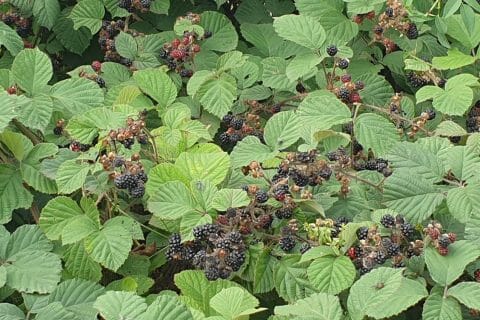 Cliquez pour zoomer ! Confiture de mûres Thermomix par Petroni