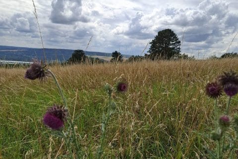 Cliquez pour zoomer ! Smoothie pastèque et fruits du soleil Thermomix par Petroni