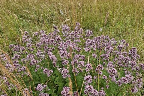 Cliquez pour zoomer ! Smoothie pastèque et fruits du soleil Thermomix par Petroni