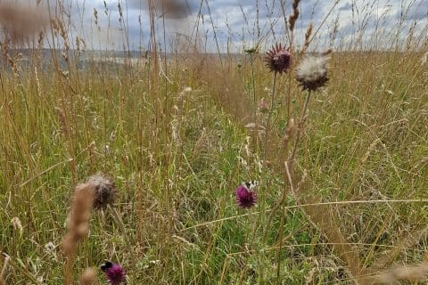 Cliquez pour zoomer ! Smoothie pastèque et fruits du soleil Thermomix par Petroni