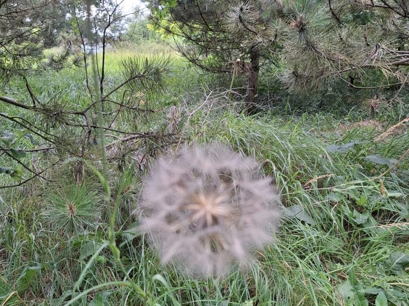Cliquez pour zoomer ! Smoothie pastèque et fruits du soleil Thermomix par Petroni