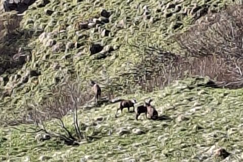 Cliquez pour zoomer ! Photo de Petroni