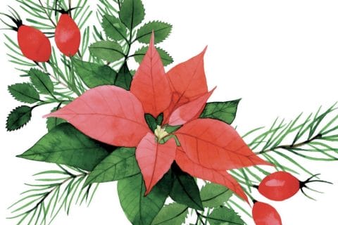 Cliquez pour zoomer ! Photo de Petroni