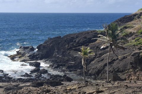 Cliquez pour zoomer ! Photo de Petroni Thermomix par Petroni