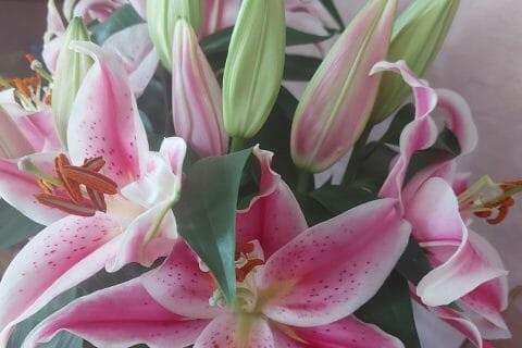 Cliquez pour zoomer ! Photo de Pita