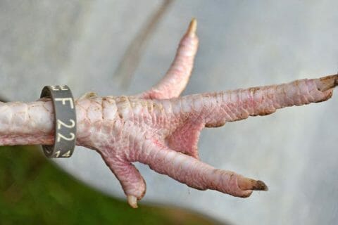 Cliquez pour zoomer ! Photo de Pita