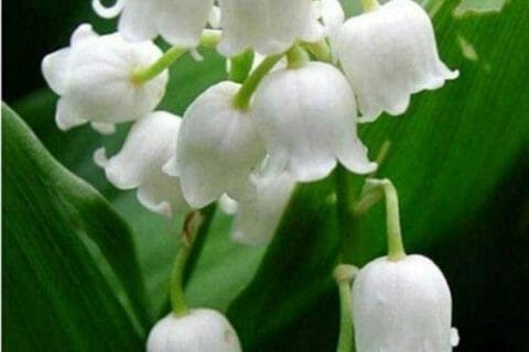 Cliquez pour zoomer ! Photo de Pita