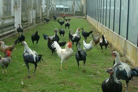 Cliquez pour zoomer ! Photo de Pita