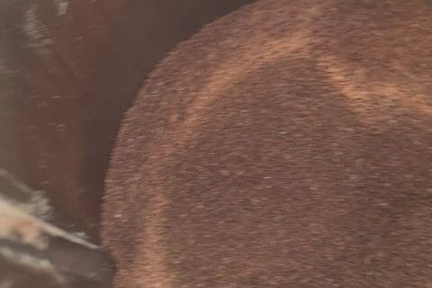 Cliquez pour zoomer ! Cacao maison Thermomix par Jade