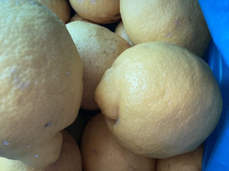 Cliquez pour zoomer ! Gelée de citrons Thermomix par norox34